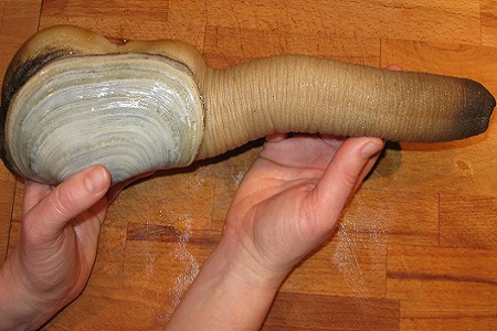 \d/Denizcanlilari/geoduck-midyesi-nedir.jpg